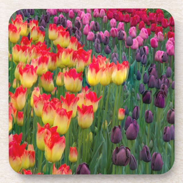 USA, Washington. Blooming Tulips 2 Coaster (Front)