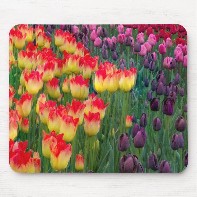 USA, Washington. Blooming Tulips 2 Mouse Pad (Front)