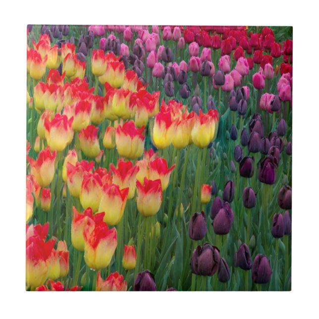 USA, Washington. Blooming Tulips 2 Tile (Front)