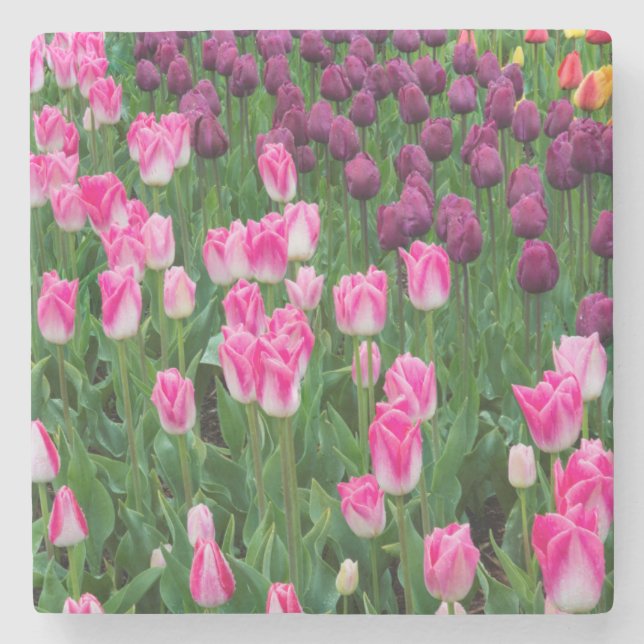 USA, Washington. Blooming Tulips Stone Coaster (Front)
