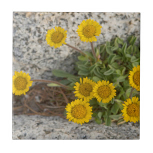 USA, Washington, Cascade Range 5 Ceramic Tile