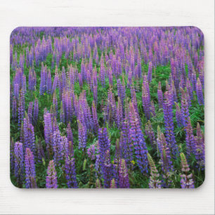 USA, Washington, Clallam County, Lupine Mouse Pad