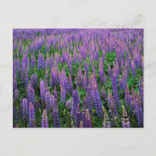 USA, Washington, Clallam County, Lupine Postcard (Front)