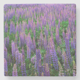 USA, Washington, Clallam County, Lupine Stone Coaster