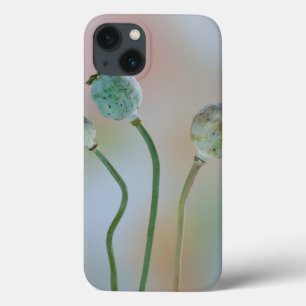 USA, Washington. Close-Up Of Colorful Poppy Seed iPhone 13 Case