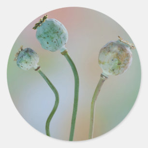 USA, Washington. Close-Up Of Colourful Poppy Seed Classic Round Sticker