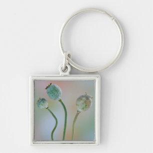 USA, Washington. Close-Up Of Colourful Poppy Seed Key Ring