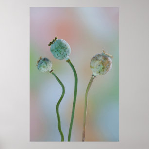 USA, Washington. Close-Up Of Colourful Poppy Seed Poster