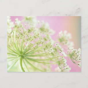 USA, Washington, Close-up of cow parsnip Postcard