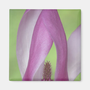 USA, Washington. Close-up of magnolia blossom. Magnet