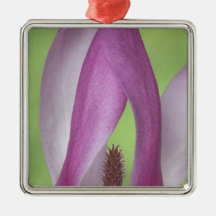 USA, Washington. Close-up of magnolia blossom. Metal Tree Decoration