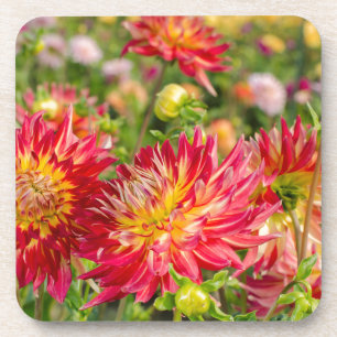 USA, Washington. Dahlia Flowers In Garden Coaster