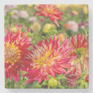 USA, Washington. Dahlia Flowers In Garden Stone Coaster