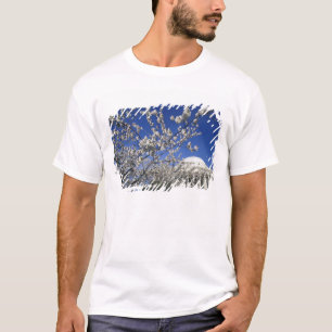USA, Washington DC. Cherry Blossom Festival and 2 T-Shirt