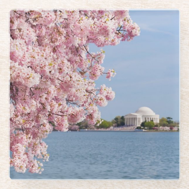 USA, Washington DC, Cherry tree Glass Coaster (Front)