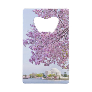 USA, Washington DC, Cherry tree in bloom