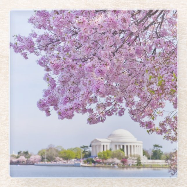 USA, Washington DC, Cherry tree in bloom Glass Coaster (Front)