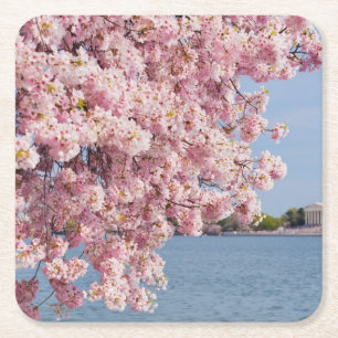 USA, Washington DC, Cherry tree Square Paper Coaster
