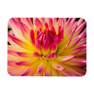 USA, Washington. Detail Of Dahlia Flower Magnet