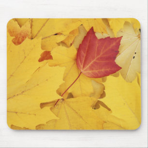 USA, Washington, Finch Arboretum, Red and Mouse Pad