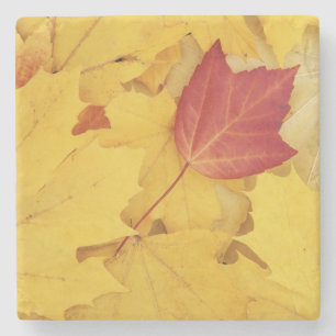 USA, Washington, Finch Arboretum, Red and Stone Coaster