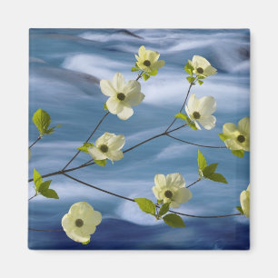USA, Washington, Hood Canal. Pacific dogwood Magnet