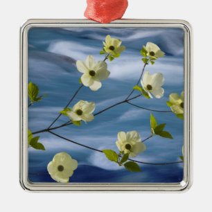 USA, Washington, Hood Canal. Pacific dogwood Metal Tree Decoration