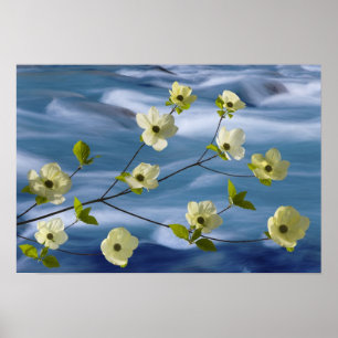 USA, Washington, Hood Canal. Pacific dogwood Poster