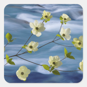 USA, Washington, Hood Canal. Pacific dogwood Square Sticker