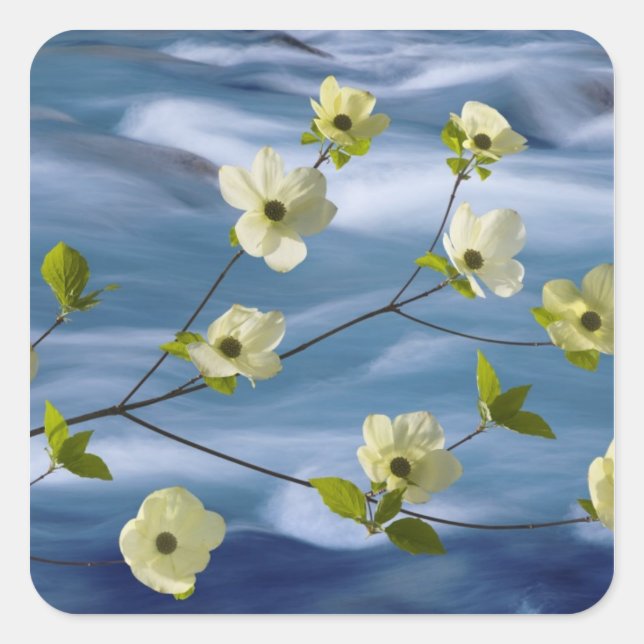 USA, Washington, Hood Canal. Pacific dogwood Square Sticker (Front)