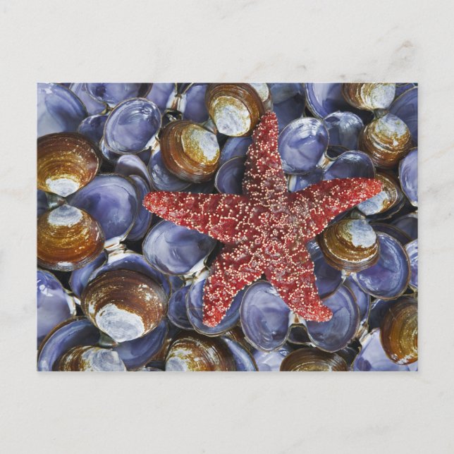 USA, Washington, Hood Canal, Seabeck. Close-up Postcard (Front)