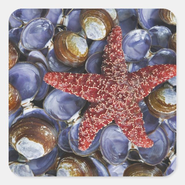 USA, Washington, Hood Canal, Seabeck. Close-up Square Sticker (Front)