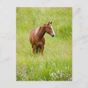 USA, Washington, Horse in Spring Field, Postcard