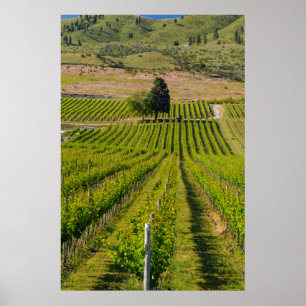USA, Washington, Lake Chelan. Vineyard 2 Poster