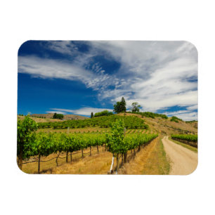 USA, Washington, Lake Chelan. Vineyard 3 Magnet