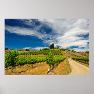 USA, Washington, Lake Chelan. Vineyard 3 Poster