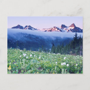 USA, Washington, Mt. Rainier National Park 4 Postcard