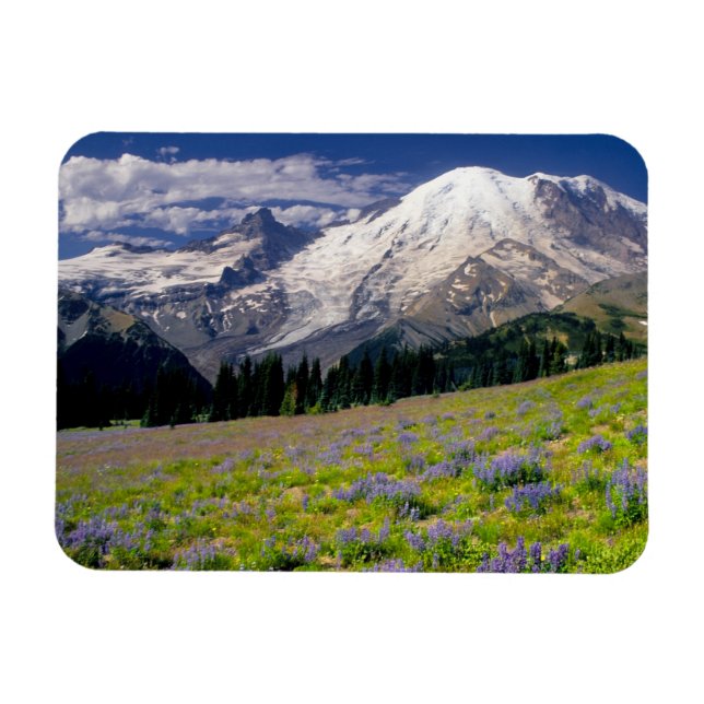 USA, Washington, Mt. Rainier National Park. Magnet (Horizontal)