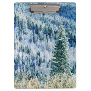 USA, Washington, Mt. Spokane State Park, Aspen Clipboard