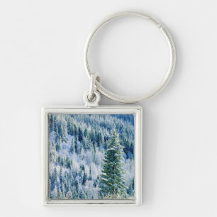 USA, Washington, Mt. Spokane State Park, Aspen Key Ring