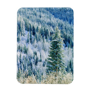 USA, Washington, Mt. Spokane State Park, Aspen Magnet