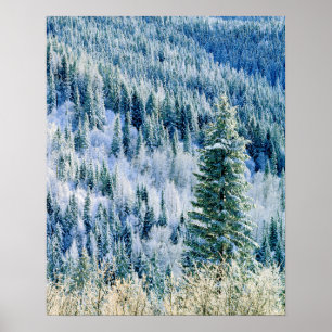 USA, Washington, Mt. Spokane State Park, Aspen Poster