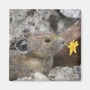 USA, Washington, North Cascades National Park, Magnet