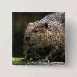 USA, Washington, Northwest Trek. Beaver 15 Cm Square Badge