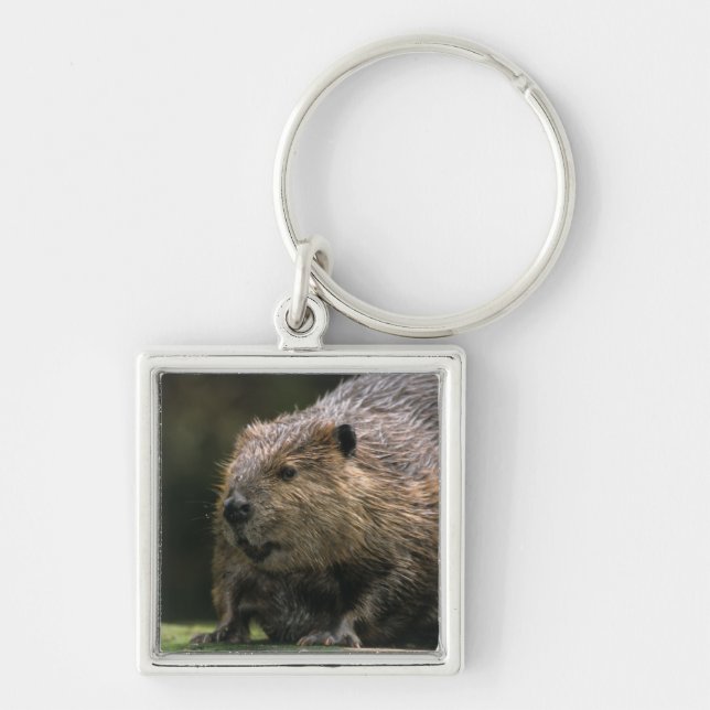 USA, Washington, Northwest Trek. Beaver Key Ring (Front)