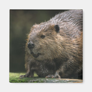 USA, Washington, Northwest Trek. Beaver Magnet