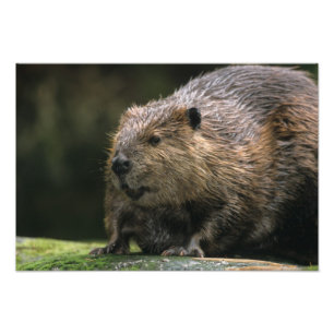USA, Washington, Northwest Trek. Beaver Photo Print