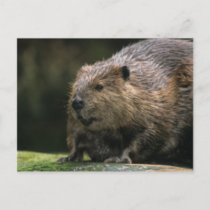 USA, Washington, Northwest Trek. Beaver Postcard
