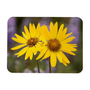 USA, Washington, Okanogan National Forest Magnet