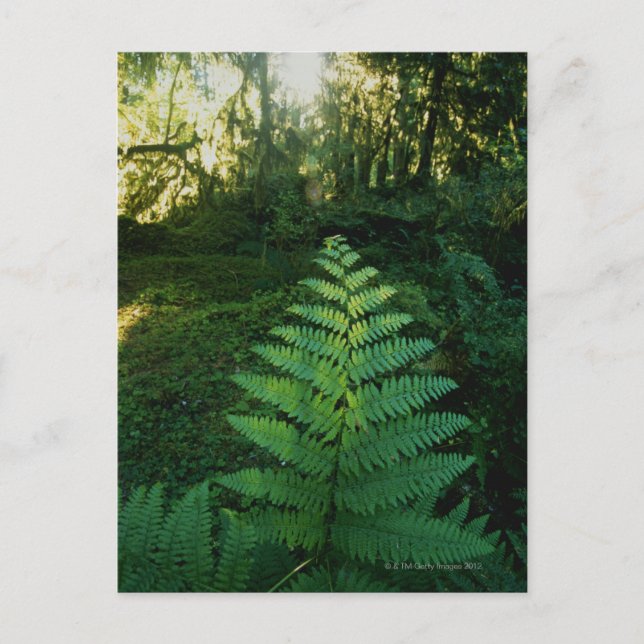 USA,Washington,Olympia National Park,Hoh River Postcard (Front)